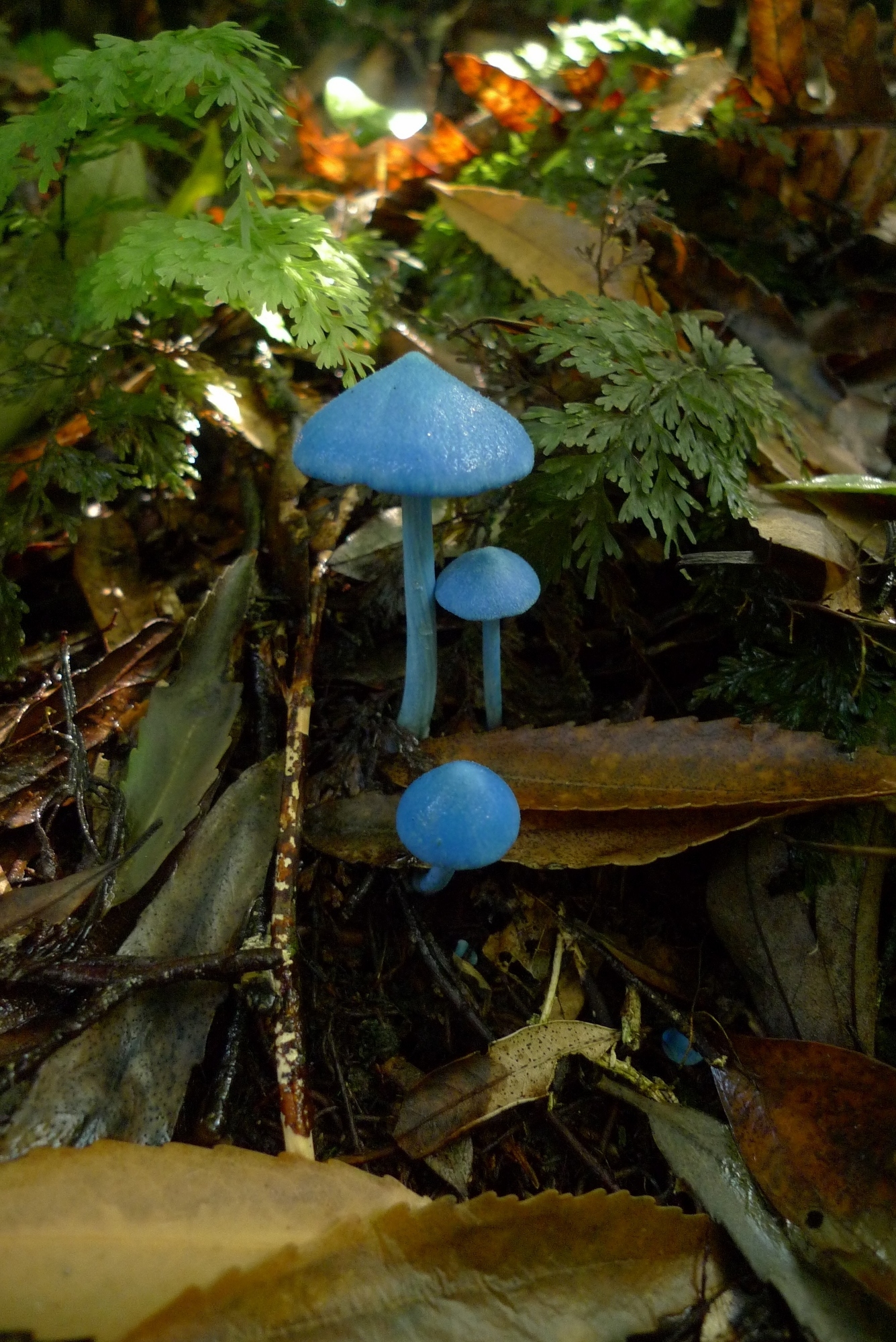 Entoloma hochstetteri image