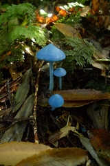 Entoloma hochstetteri