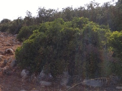 Pistacia terebinthus