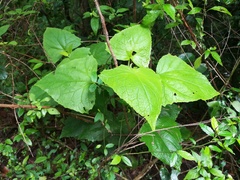 Peteravenia malvifolia