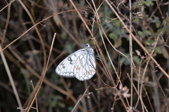 Melanargia arge