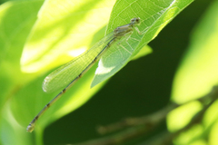 Argia funebris