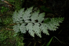 Hymenophyllum scabrum