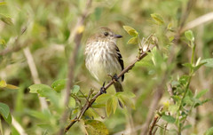 Myiophobus fasciatus