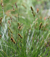 Carex alma