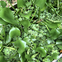 Salvinia auriculata