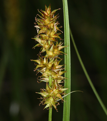 Carex alma
