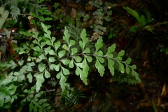 Lindsaea trichomanoides