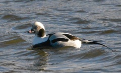 Clangula hyemalis image