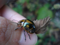 Platyphora diagonalis