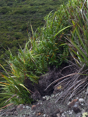 Veronica adamsii