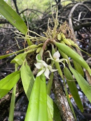 Prosthechea fragrans