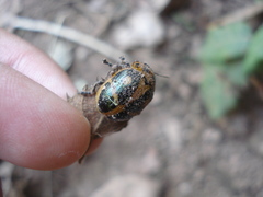 Platyphora diagonalis