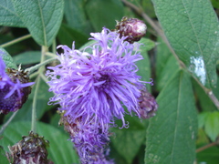 Vernonia alamanii