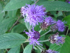 Vernonia alamanii