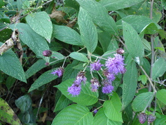 Vernonia alamanii