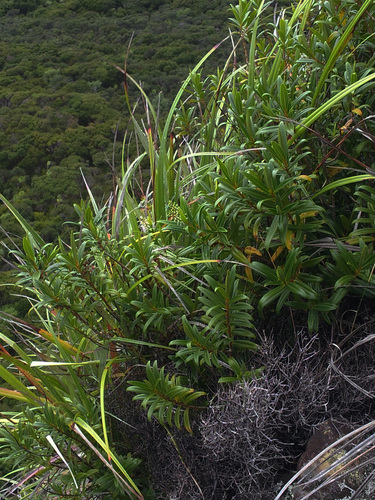 Veronica adamsii, photograph 2