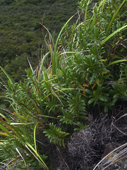 Veronica adamsii