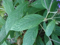 Vernonia alamanii
