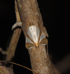 Eulepidotis rectimargo