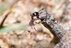 Epopostruma quadrispinosa