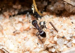 Epopostruma quadrispinosa