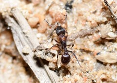 Epopostruma quadrispinosa
