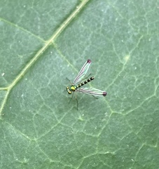 Amblypsilopus zonatus