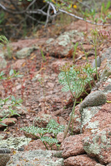Cymopterus purpureus