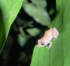 Diasporus