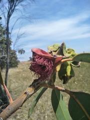 Eucalyptus tetraptera