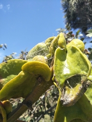 Eucalyptus tetraptera