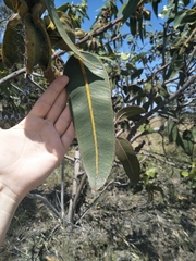 Eucalyptus tetraptera