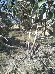 Eucalyptus tetraptera