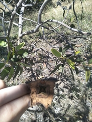 Eucalyptus tetraptera