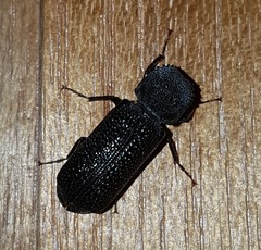 Bostrychopsis jesuita