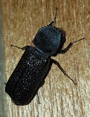 Bostrychopsis jesuita