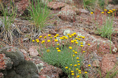 Erigeron aphanactis aphanactis