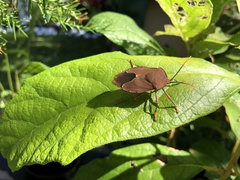 Stilida indecora