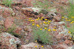Erigeron aphanactis aphanactis