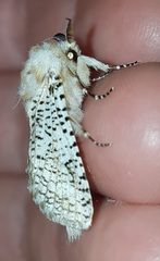Endoxyla eremonoma