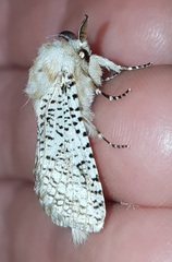 Endoxyla eremonoma