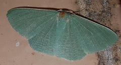 Prasinocyma ocyptera