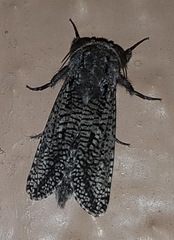 Endoxyla amphiplecta