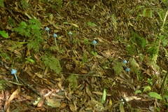 Entoloma hochstetteri