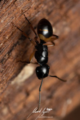Polyrhachis flavibasis