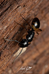 Polyrhachis flavibasis