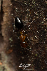 Prolasius convexus