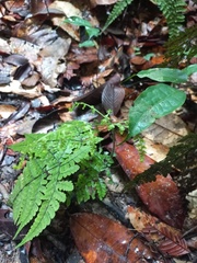 Triplophyllum dicksonioides