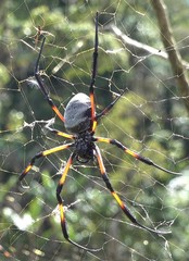Nephila comorana